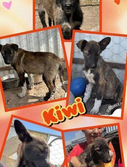 Welpenmädchen Kiwi sucht ein Zuhause - Nürnberg