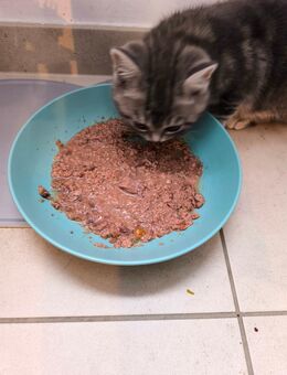 BKH Kitten ab 8.9. abzugeben - Haan