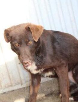 Malou - sensible, liebe Hündin - Lohra