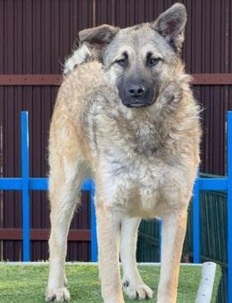💖Junghündin Betty sucht ihre Familie💖 - Eislingen (Fils)