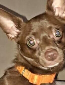 CHOCO-lieber und verschmuster Begleiter! - Sulzbach-Laufen