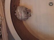 Hamster - Merseburg