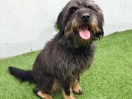 ARCHIE - aus schlimmer Haltung..... - Kempen