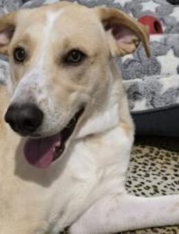 Traumhund Piet sucht sein Zuhause - München