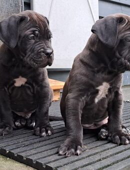 Wir suchen für unsere Cane Corso Welpen das beste Zuhause! - Augsburg