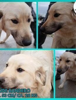 Hübscher Bandero sucht zuhause - Margetshöchheim