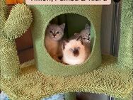 Bkh-Birma Kitten suchen tolles Zuhause - Daun