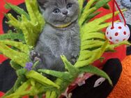 Bkh kitten reinrassige kurzhaar - Osnabrück