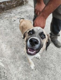 Schönheit Bob - Eichenzell