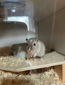 Rennmaus, Maus - Nordhorn