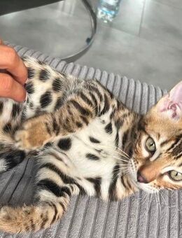 Bengal Kater 5 Monate - Drage (Niedersachsen)
