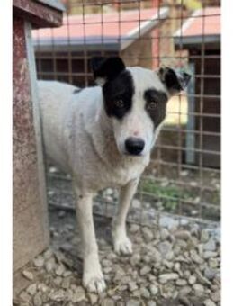 Josy - Pflegestelle oder Zuhause gesucht - Oberwies