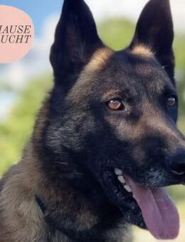 Aktiver AARON sucht Herzmenschen ❤️ - Saarbrücken