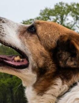 Martin ein treuer Kerl - Salzwedel (Hansestadt) Zentrum