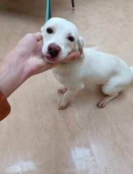 Schneeflocke 🩵Mara🤍 - Nidda