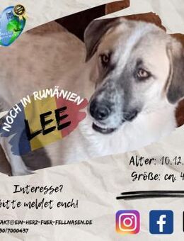 LEE-wartet gespannt auf ein neues Leben - Waakirchen