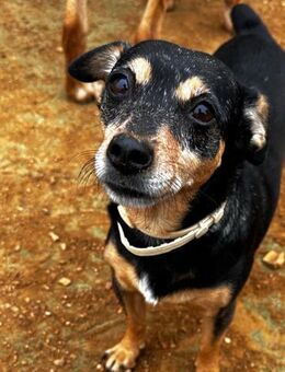 Rita - vorsichtig mit grosser Sehnsucht - Ratekau