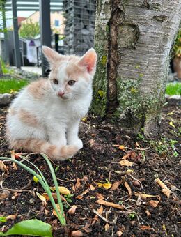 Perser Mix Babykatze - Cham Zentrum