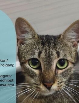 Katze Maia sucht ihr Für-immer-Zuhause Cats.Hope e.V. - Plankstadt