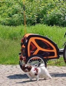 Hundeanhänger "DogBus M" - Papenburg