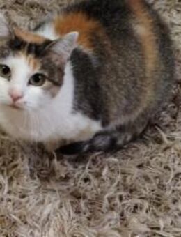 Anschmiegsame Lilette sucht ihr Zuhause - München