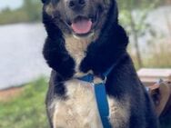 Ronin ist ein richtiger Gute-Laune-Hund! - Karben