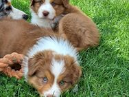 Australien Sheppard Welpen - Birken-Honigsessen