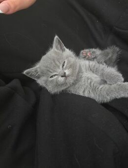 Britisch kurzhaar Kitten zu verkaufen - Adelsheim