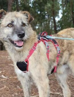 WASHINGTON herzliches Kerlchen - Velbert