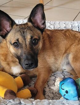 Mischlingsrüde 8 Monate sucht neues Zuhause (Pinscher-Mix) - Elztal