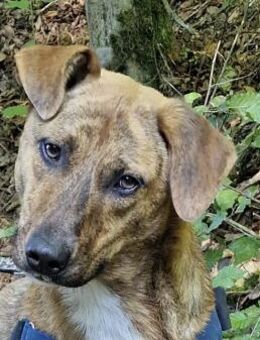 Titus ist ein Herzhund - Bielefeld