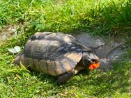 Breitrandschildkröte Testudo marginata - Hagermarsch