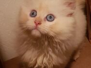 Ragdoll Kitten suchen Traumzuhause .... - Hasenmoor