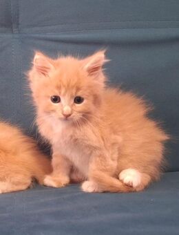 Mainecoon Mix Kitten - Kerpen (Kolpingstadt)