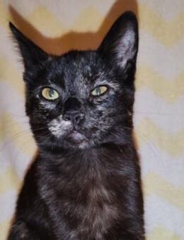 Katze3 - Fellnäschen sucht Anschluss - Kallmünz