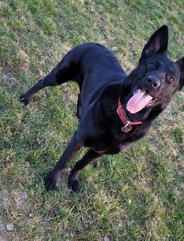 Schäferhund abzugeben - Baiersbronn