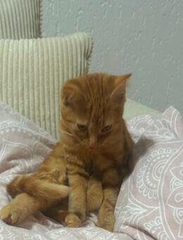 Junge Katze sucht dringend ein neues Zuhause - Bochum