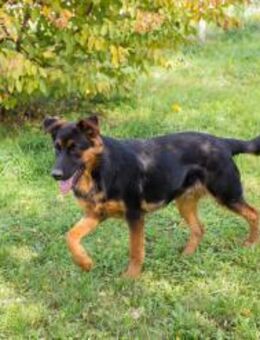 JOHN-BOY - perfekt an eurer Seite - Overath