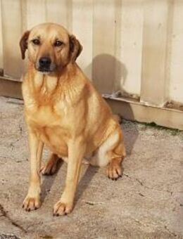 Nocciola - Paten gesucht - Grevenbroich