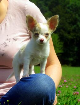 Bildschöner typvoller LH Rüde Welpe Chihuahua Familienhund kinderlieb - Freiensteinau