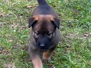 Belgische Schäferhundwelpen (Malinois) - Wedemark