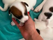 Welpen Jack Russell Terrier reinrassig - Erlangen