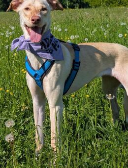 LAIKA . in Hessen auf Pflegestelle - Langen (Hessen)