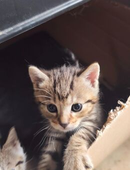 Katzenbabies ab Ende August - Hohenroda