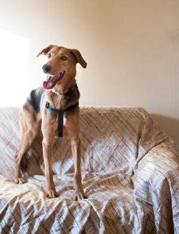 Ziggy möchte seine Menschen nicht teilen - Mettmann