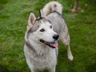 Marlies sucht Husky erfahrenes Zuhause - Laufen