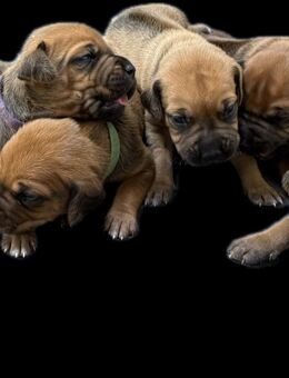 Rhodesian Ridgeback Welpen - Grefrath (Sport- und Freizeitgemeinde)