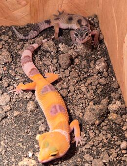 Leopardgecko vom 30.8. - Korschenbroich