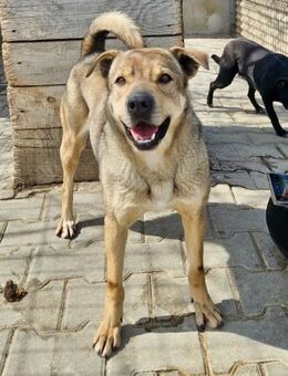 Kiwi hat einen Traum - Weilheim (Oberbayern)