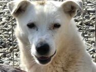 Ängstliche Coco sucht erfahrenes Zuhause - Neuberg